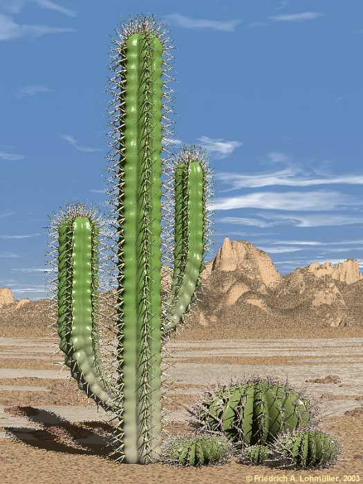 Pada daerah gurun yang kering dan kurang akan air, tumbuhan kaktus dapat hidup. hal ini merupakan penyebaran jenis tumbuhan yang berupa faktor